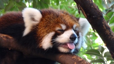 more red panda.jpg