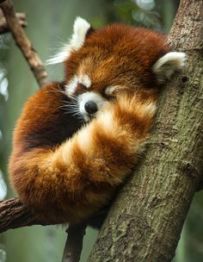 red panda sleeping.jpg