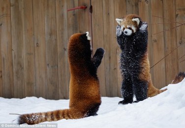 red panda.jpg